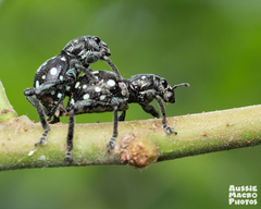Pantorhytes stanleyanus