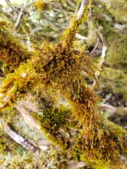 Macromitrium longipes