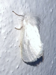 Rupela