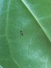 Monomorium floricola