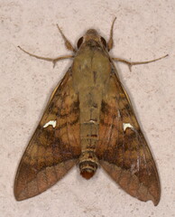 Nephele comma