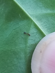 Monomorium floricola