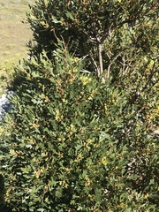 Morella quercifolia
