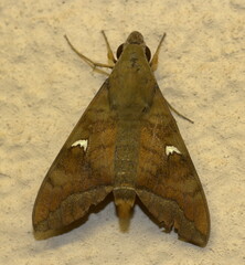Nephele comma