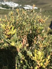 Morella quercifolia
