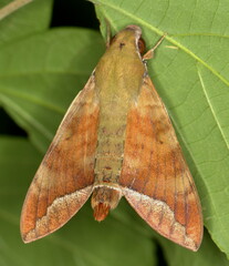 Nephele comma