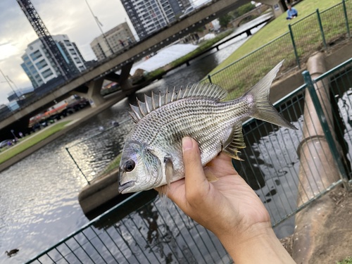 Australian sea bream (Acanthopagrus australis) — Sparidae — 2