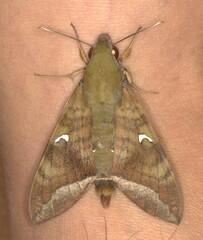 Nephele comma