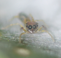 Myrmaplata plataleoides