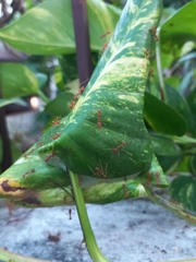 Oecophylla smaragdina