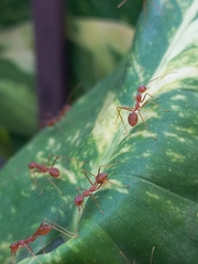 Oecophylla smaragdina
