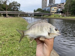 Acanthopagrus australis