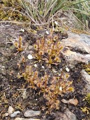 Drosera stenopetala