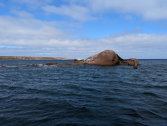 Phalacrocorax fuscescens
