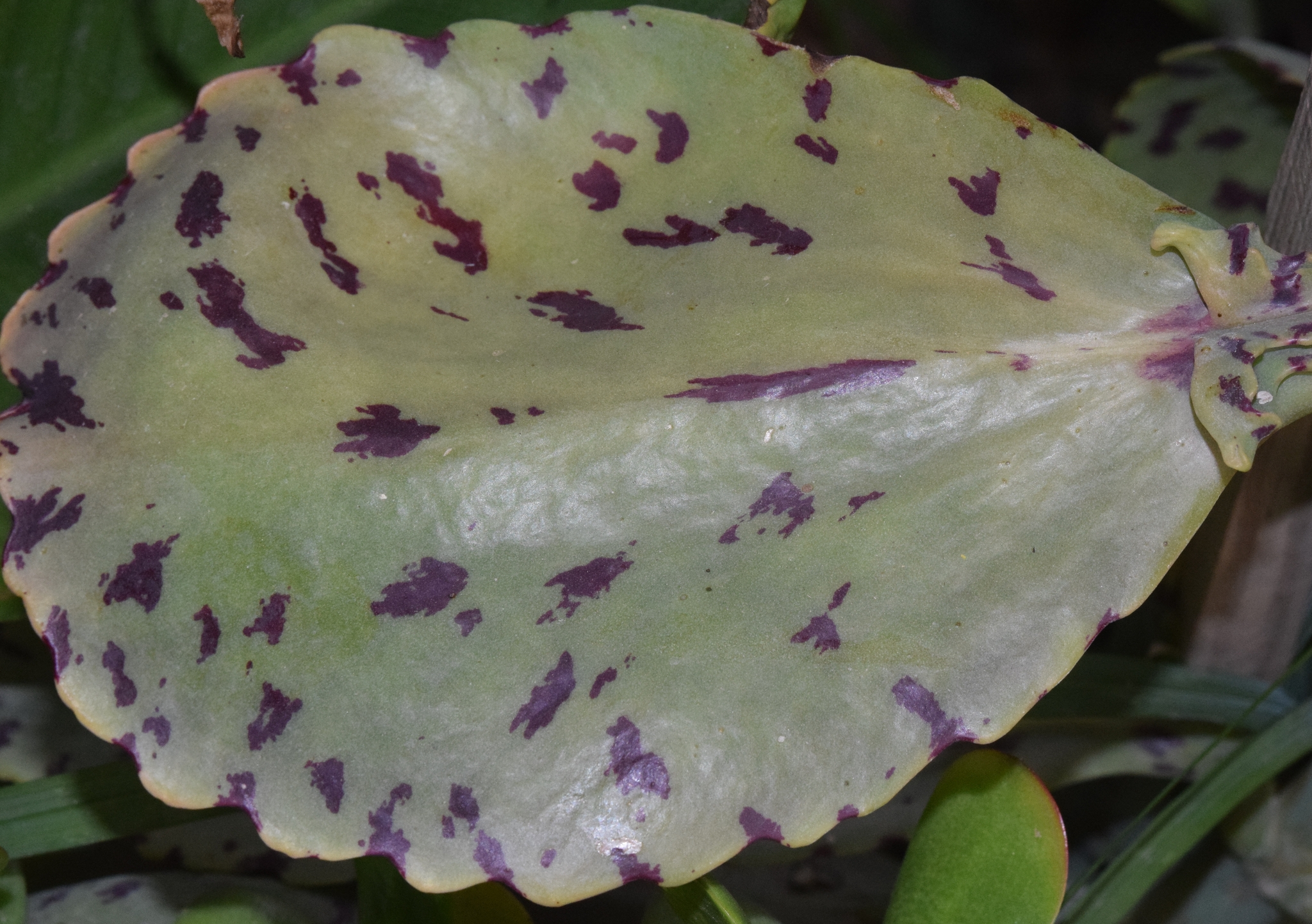 Imagem de Calanchoê-marmorado