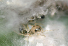 Myrmaplata plataleoides
