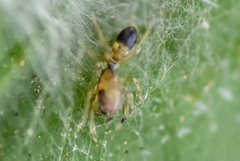 Myrmaplata plataleoides