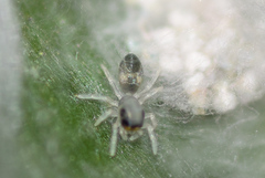 Myrmaplata plataleoides