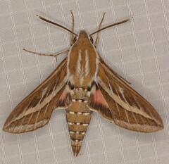 Hyles livornica