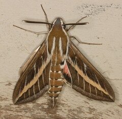 Hyles livornica