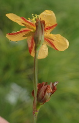 Hypericum lalandii