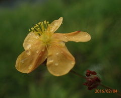 Hypericum lalandii