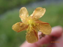 Hypericum lalandii