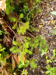 Dendroligotrichum tongariroense