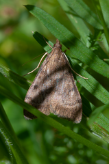 Uresiphita