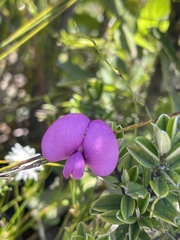 Podalyria buxifolia