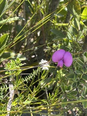 Podalyria buxifolia