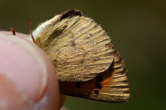 Lycaena