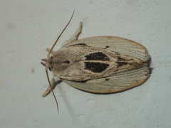 Neospastis