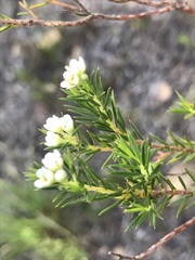 Diosma hirsuta
