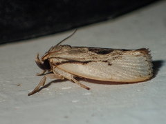 Neospastis