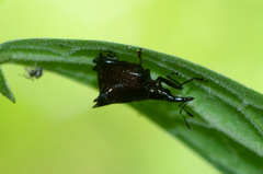 Scolopterus penicillatus