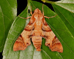 Temnora pylas