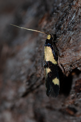 Opogona comptella