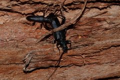 Callidiopis scutellaris