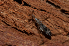 Stenolemus fraterculus