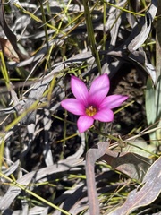 Romulea