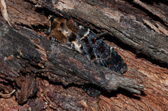 Proteuxoa sanguinipuncta