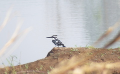 Ceryle rudis leucomelanurus