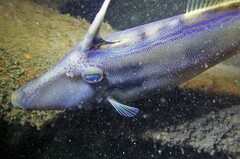 Meuschenia trachylepis