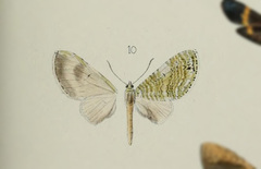 Rhopalodes lobophoraria