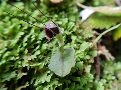 Corybas