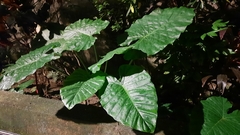 Alocasia odora