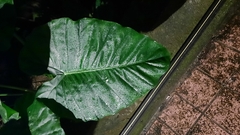 Alocasia odora