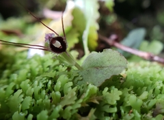 Corybas