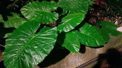 Alocasia odora